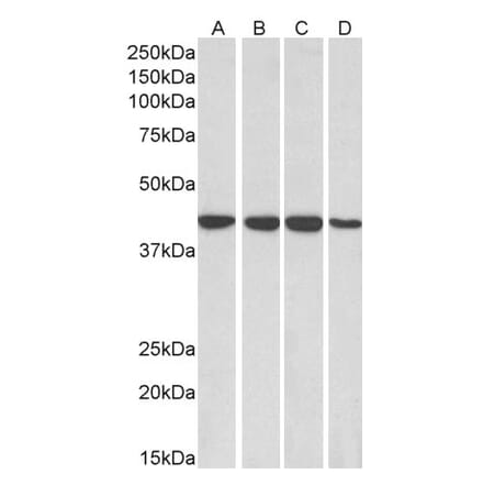 Western Blot - Anti-RAE1 Antibody (A83696) - Antibodies.com