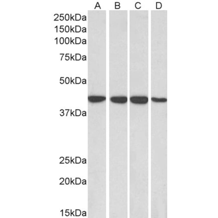 Western Blot - Anti-RAE1 Antibody (A83696) - Antibodies.com