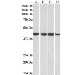 Western Blot - Anti-RAE1 Antibody (A83696) - Antibodies.com
