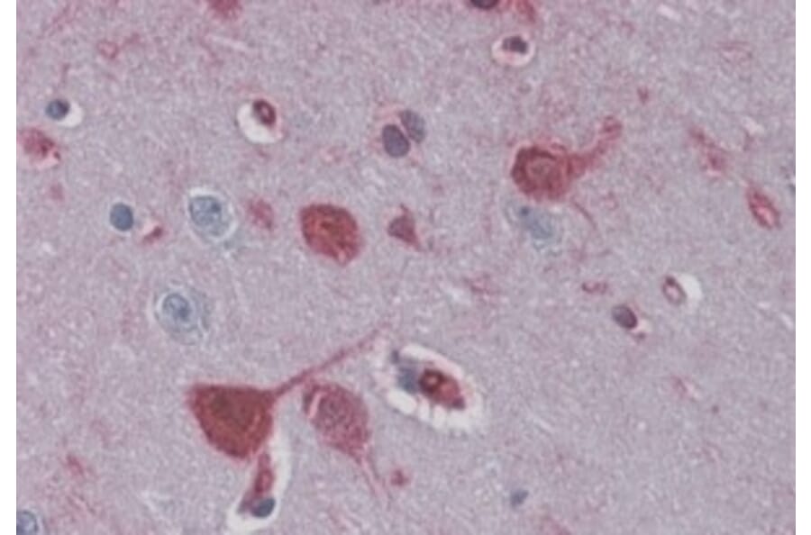 Immunohistochemistry - Anti-RAE1 Antibody (A83696) - Antibodies.com