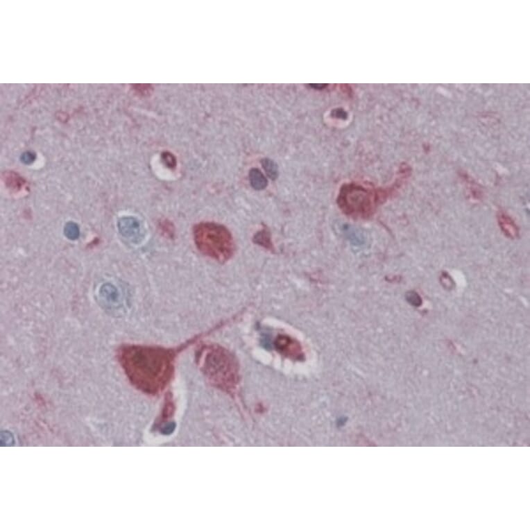 Immunohistochemistry - Anti-RAE1 Antibody (A83696) - Antibodies.com