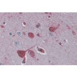 Immunohistochemistry - Anti-RAE1 Antibody (A83696) - Antibodies.com