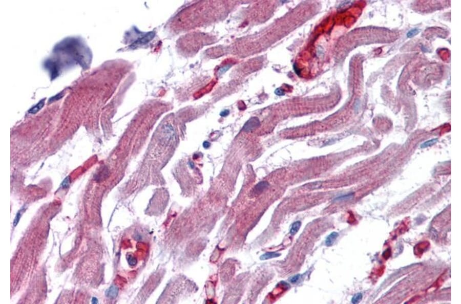 Immunohistochemistry - Anti-RAE1 Antibody (A83696) - Antibodies.com