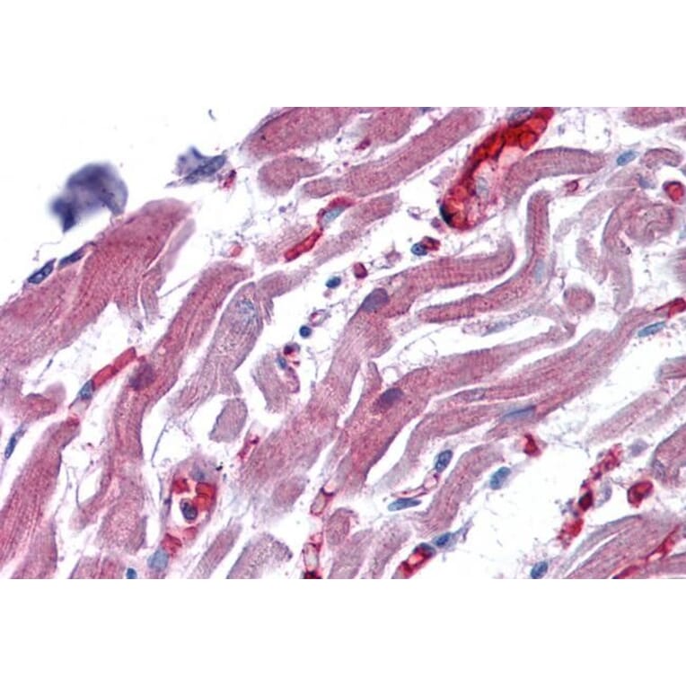 Immunohistochemistry - Anti-RAE1 Antibody (A83696) - Antibodies.com