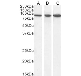 Western Blot - Anti-VPS35 Antibody (A83699) - Antibodies.com