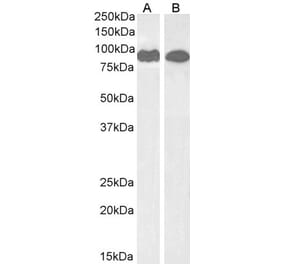 Western Blot - Anti-VPS35 Antibody (A83699)