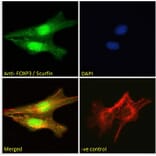 Immunofluorescence - Anti-FOXP3 Antibody (A83700) - Antibodies.com