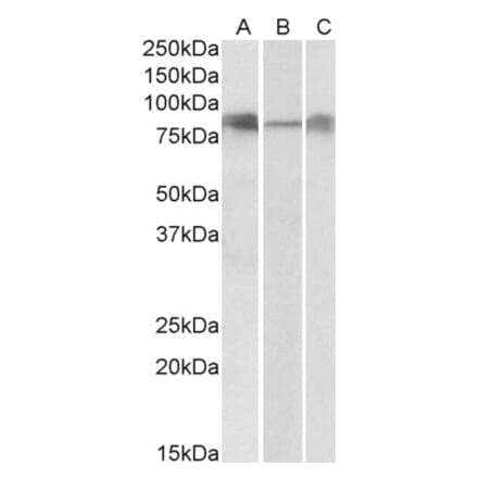 Western Blot - Anti-DLL4 Antibody (A83701) - Antibodies.com