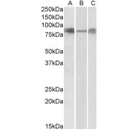 Western Blot - Anti-DLL4 Antibody (A83701) - Antibodies.com