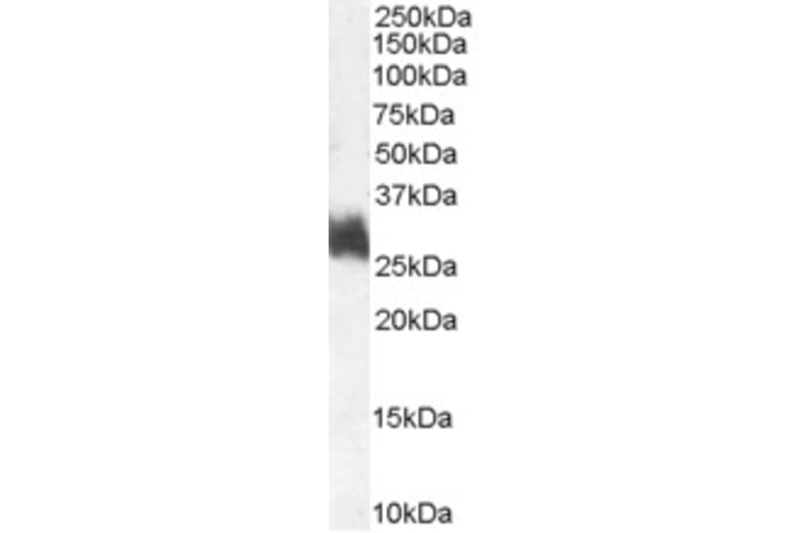 Western Blot - Anti-FRA1 Antibody (A83702) - Antibodies.com