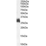 Western Blot - Anti-FRA1 Antibody (A83702) - Antibodies.com