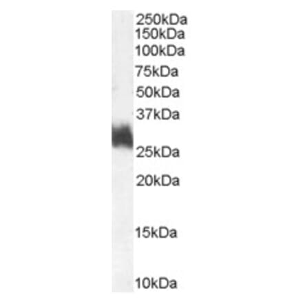 Western Blot - Anti-FOSL1 Antibody (A83702) - Antibodies.com