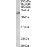 Western Blot - Anti-PAK1 Antibody (A83703) - Antibodies.com