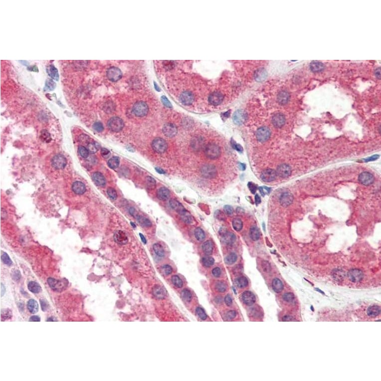 Immunohistochemistry - Anti-ITPR2 Antibody (A83704) - Antibodies.com