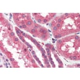 Immunohistochemistry - Anti-ITPR2 Antibody (A83704) - Antibodies.com