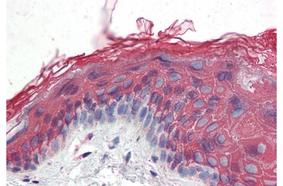 Immunohistochemistry - Anti-ITPR2 Antibody (A83704) - Antibodies.com
