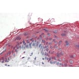 Immunohistochemistry - Anti-ITPR2 Antibody (A83704) - Antibodies.com