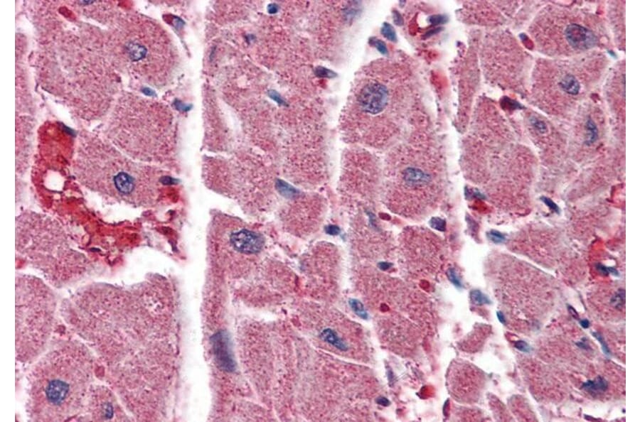 Immunohistochemistry - Anti-ITPR2 Antibody (A83704) - Antibodies.com