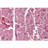 Immunohistochemistry - Anti-ITPR2 Antibody (A83704) - Antibodies.com