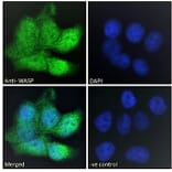 Immunofluorescence - Anti-WASP Antibody (A83705) - Antibodies.com