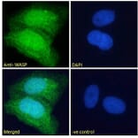 Immunofluorescence - Anti-WASP Antibody (A83705) - Antibodies.com