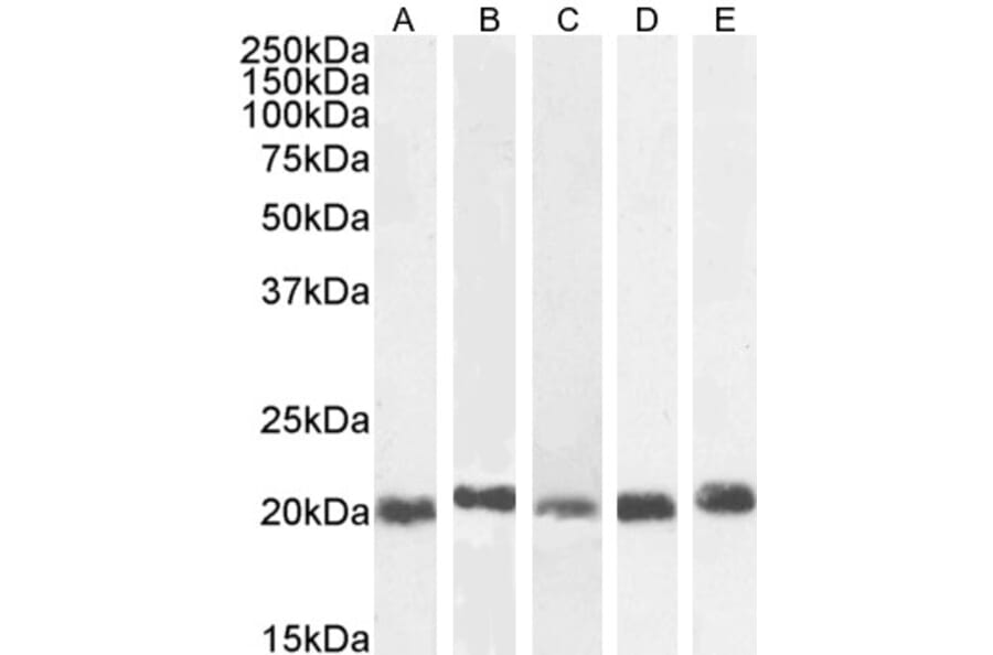 Western Blot - Anti-HP1 gamma/CBX3 Antibody (A83707) - Antibodies.com