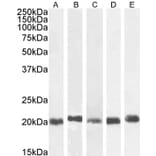Western Blot - Anti-HP1 gamma/CBX3 Antibody (A83707) - Antibodies.com