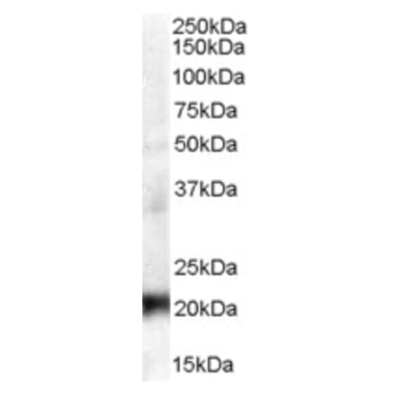 Western Blot - Anti-CBX3 Antibody (A83707) - Antibodies.com