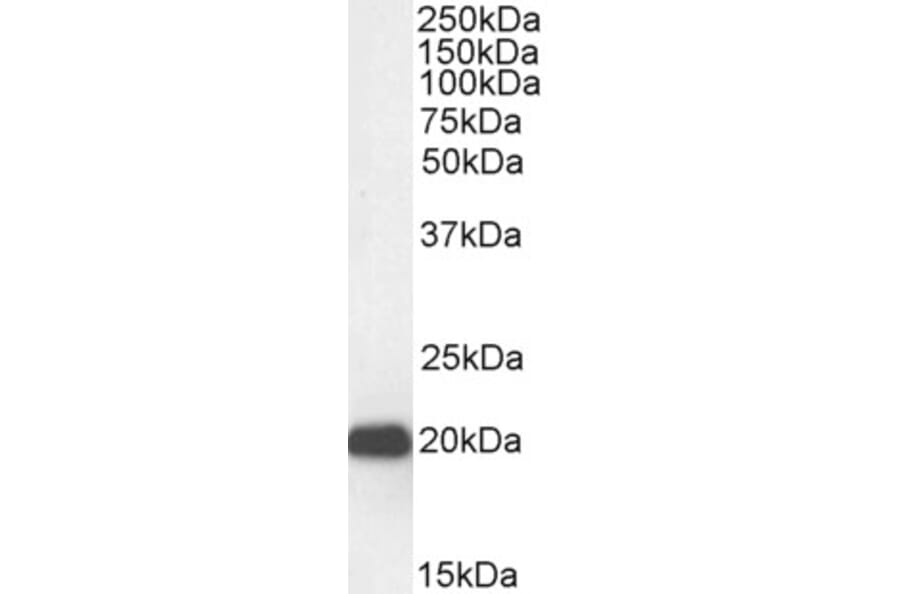 Western Blot - Anti-HP1 gamma/CBX3 Antibody (A83707) - Antibodies.com