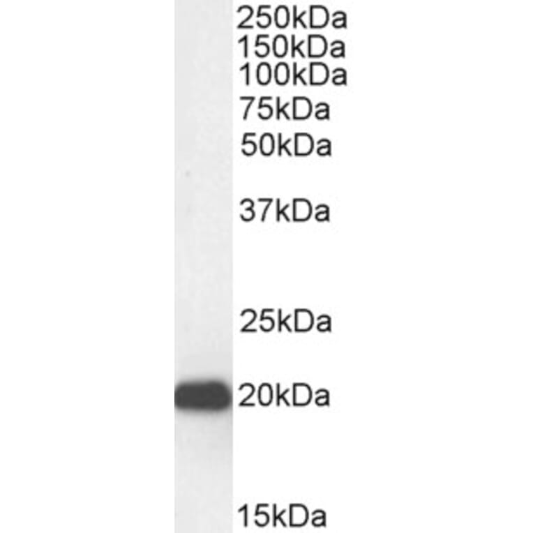 Western Blot - Anti-HP1 gamma/CBX3 Antibody (A83707) - Antibodies.com