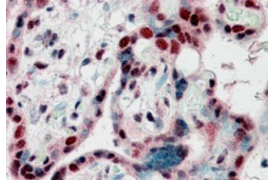 Immunohistochemistry - Anti-HP1 gamma/CBX3 Antibody (A83707) - Antibodies.com