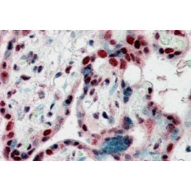 Immunohistochemistry - Anti-HP1 gamma/CBX3 Antibody (A83707) - Antibodies.com