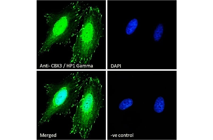 Immunofluorescence - Anti-HP1 gamma/CBX3 Antibody (A83707) - Antibodies.com