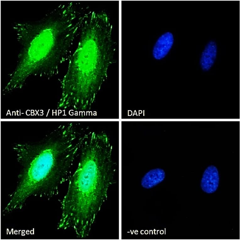 Immunofluorescence - Anti-HP1 gamma/CBX3 Antibody (A83707) - Antibodies.com
