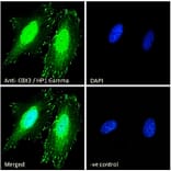 Immunofluorescence - Anti-HP1 gamma/CBX3 Antibody (A83707) - Antibodies.com