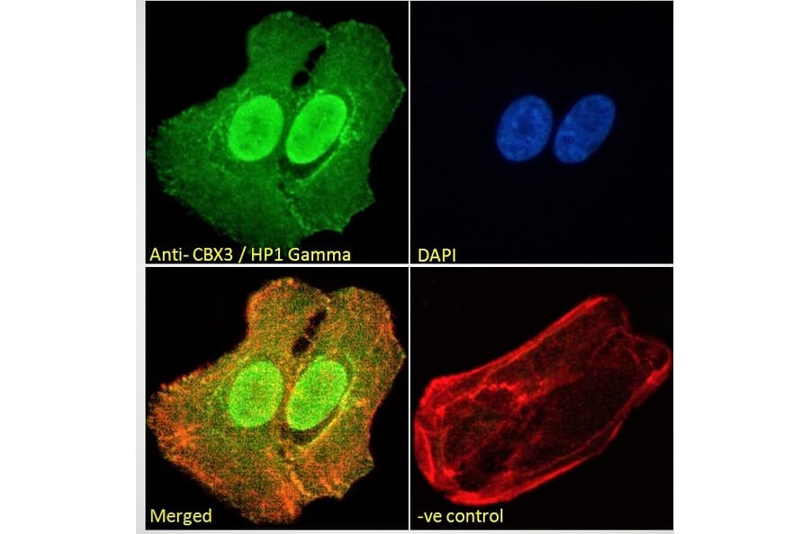 Immunofluorescence - Anti-HP1 gamma/CBX3 Antibody (A83707) - Antibodies.com
