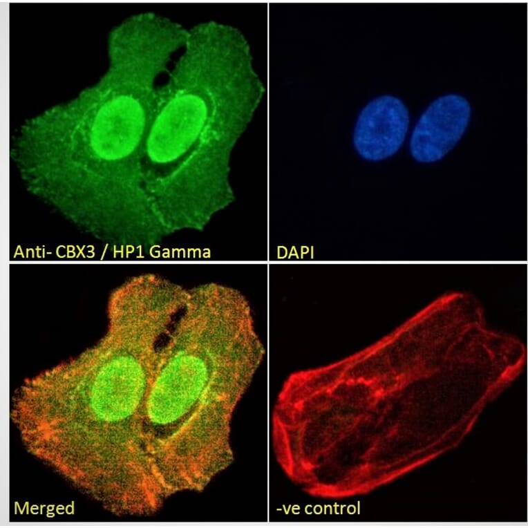 Immunofluorescence - Anti-HP1 gamma/CBX3 Antibody (A83707) - Antibodies.com