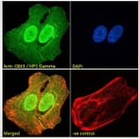 Immunofluorescence - Anti-HP1 gamma/CBX3 Antibody (A83707) - Antibodies.com
