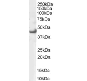 Western Blot - Anti-MAPK3 Antibody (A83709) - Antibodies.com