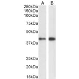 Western Blot - Anti-ERK1 Antibody (A83709) - Antibodies.com