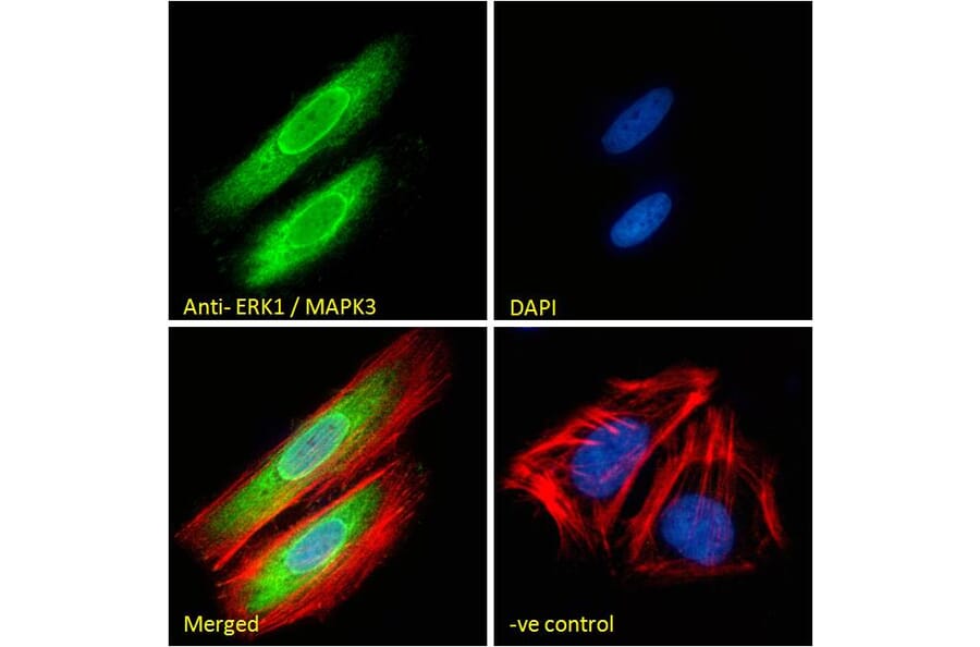 Immunofluorescence - Anti-ERK1 Antibody (A83709) - Antibodies.com
