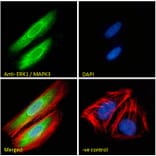 Immunofluorescence - Anti-ERK1 Antibody (A83709) - Antibodies.com