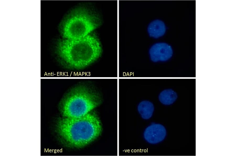 Immunofluorescence - Anti-ERK1 Antibody (A83709) - Antibodies.com
