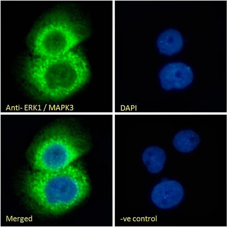 Immunofluorescence - Anti-ERK1 Antibody (A83709) - Antibodies.com