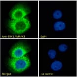 Immunofluorescence - Anti-ERK1 Antibody (A83709) - Antibodies.com