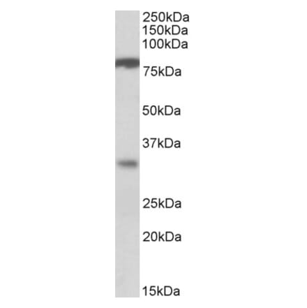 Western Blot - Anti-CLCA1 Antibody (A83710) - Antibodies.com