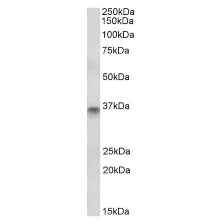 Western Blot - Anti-CDX2 Antibody (A83711) - Antibodies.com