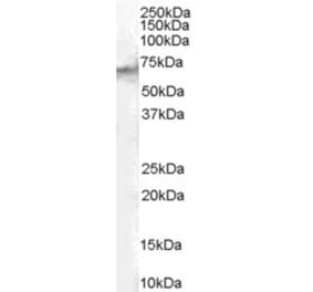 Western Blot - Anti-STAM2 Antibody (A83713) - Antibodies.com