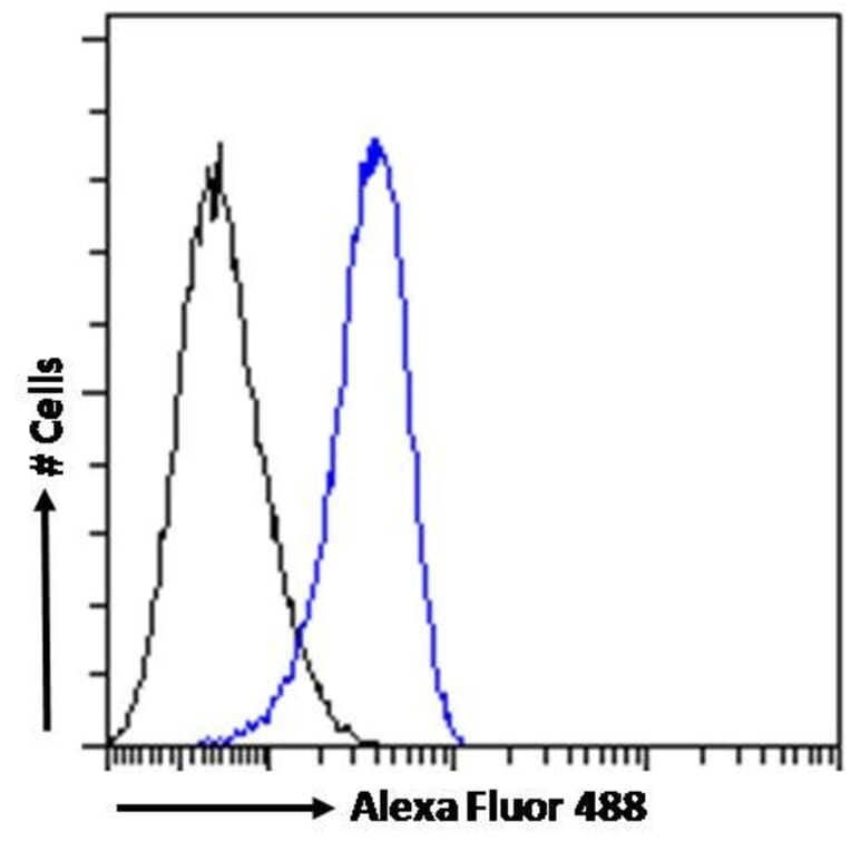 Flow Cytometry - Anti-STAM2 Antibody (A83713) - Antibodies.com