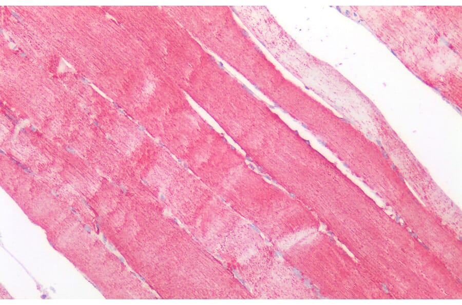 Immunohistochemistry - Anti-SOD2/MnSOD Antibody (A83715) - Antibodies.com